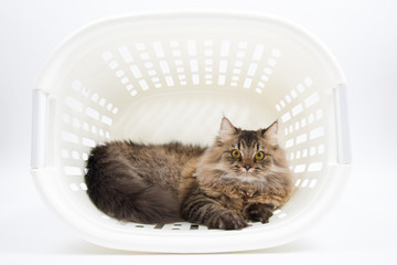 Persian Cat inside the Basket