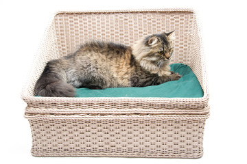 Persian Cat lay on the Bed