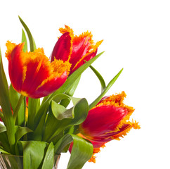 Naklejka premium Beautiful red tulips