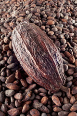 cocoa bean on a cocoa beans background