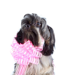 Portrait of a decorative doggie with a pink bow
