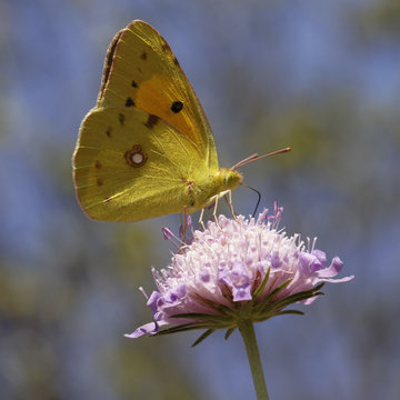 Colias crocea, Postllon -  The Clouded Yellow