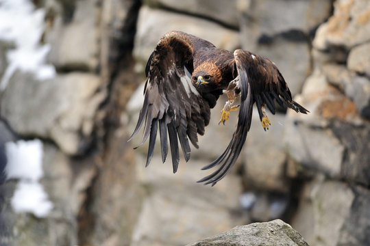 Flying Golden eagle with rock in background