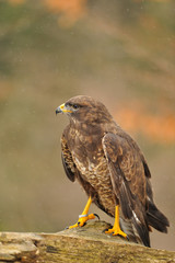 Isolated Common Buzzard standing on branch