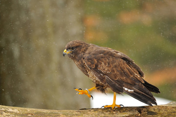Common Buzzard walking on branch