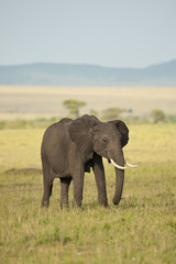 Fototapeta na wymiar Elephant in the Savannah