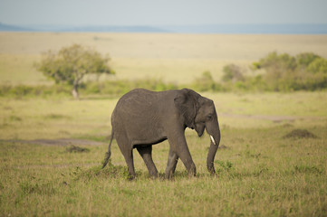 Fototapeta na wymiar Elephant in the Savannah
