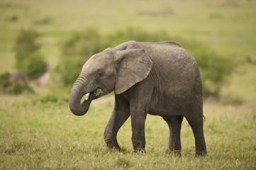 Fototapeta na wymiar Elephant Calf in the Savannah