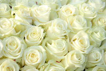 Plakaty  Grupa białych róż, dekoracje ślubne