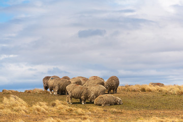 A heard of sheep in Patagonia