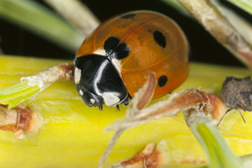 Ladybug, Coccinella septempunctata predatory on aphids