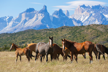 Wild horses in the National Park Torres del Paine, Chile - obrazy, fototapety, plakaty