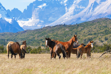 Fototapeta na wymiar Dzikie konie w Parku Narodowym Torres del Paine w Chile