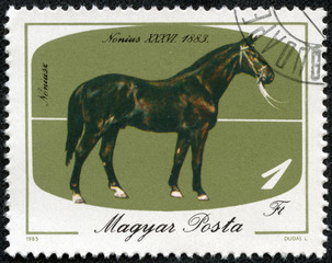 stamp printed by Hungary, shows  horse