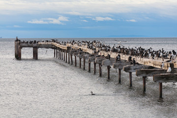 Fototapeta na wymiar Chilijskie miasto Punta Arenas w Cieśninie Magellana