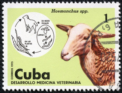 stamp shows Sheep in the theme of Veterinary Medicine