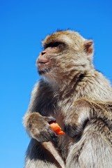 Barbary ape holding carrot © Arena Photo UK