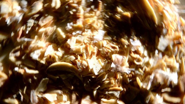 Allium sativum Garlic Aglio 마늘 Ajo
