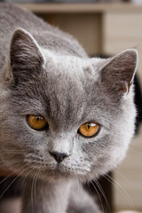 Grey cat