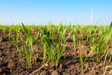 closeup green sprouts in a field