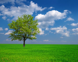beautiful green tree among a fields