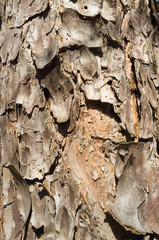 Tree rind