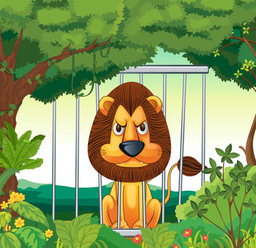 An angry lion inside a cage