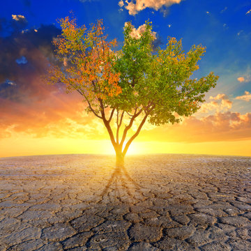 alone tree in a dry cracked earth at the sunset