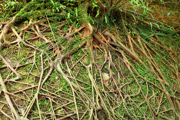 tree roots