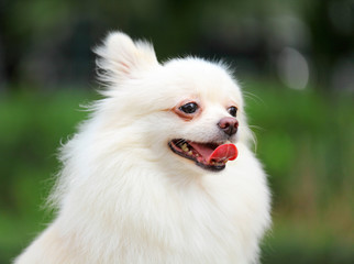 Pomeranian dog