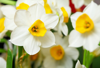 Obraz na płótnie Canvas narcissus flower