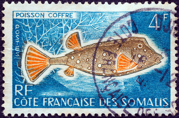 Blue spotted boxfish (French Somali Coast 1958)