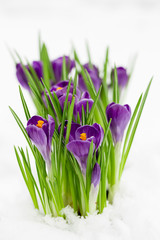 Early spring - crocus flowers in snow