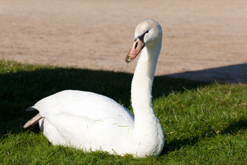 Swan in Fontainebleau, Seine et marne, Ile de France, France