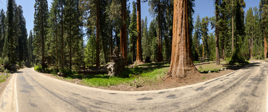panoramica di una strada con sequoia caduta