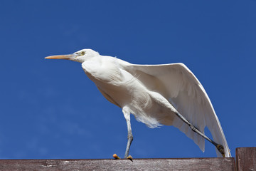 Obraz premium Little Egret against blue sky