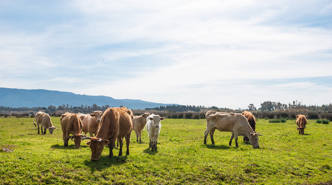 allevamento di mucche al pascolo