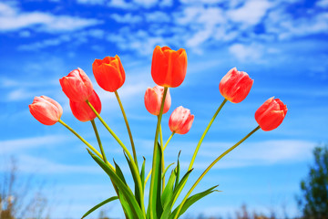 Fototapeta premium Tulpenstrauß