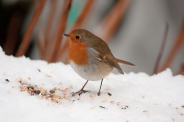 Robin redbreast on snow with seeds