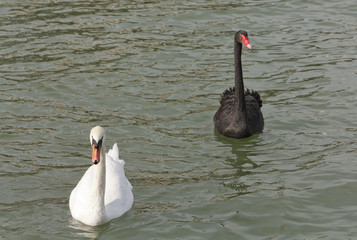 Black and White Swan