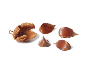 Nuts of Common Beech