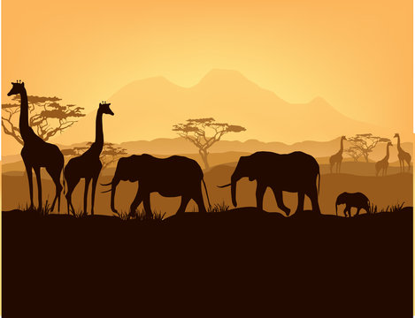 African animals silhouettes in sunset