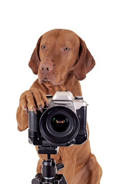 The Dog Photographer