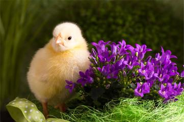 Beautiful little chicken