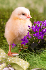 Beautiful little chicken