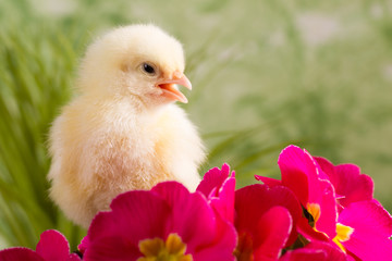 Beautiful little chicken