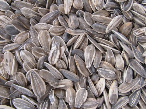 Pipas de girasol, sunflower seed.