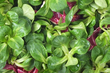 Background of lettuce
