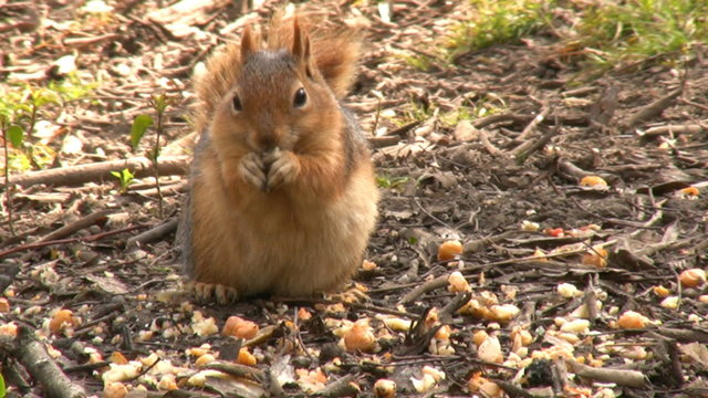 Squirrel Eating Nuts
