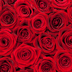 red roses
